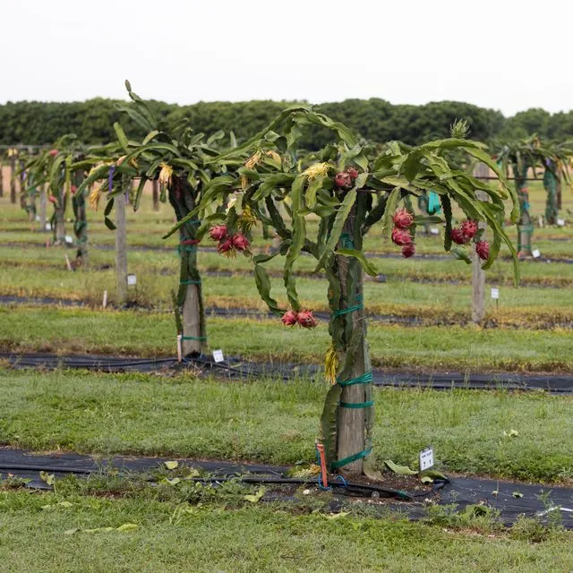 thumbnail for publication: Quick Guide to Environmental Factors Impacting Subtropical and Tropical Fruit Crops in Florida